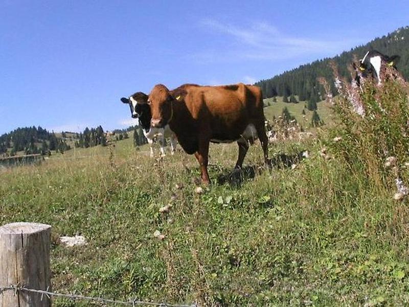 D0F2F4050B5F41B4462A5C73CEB23298