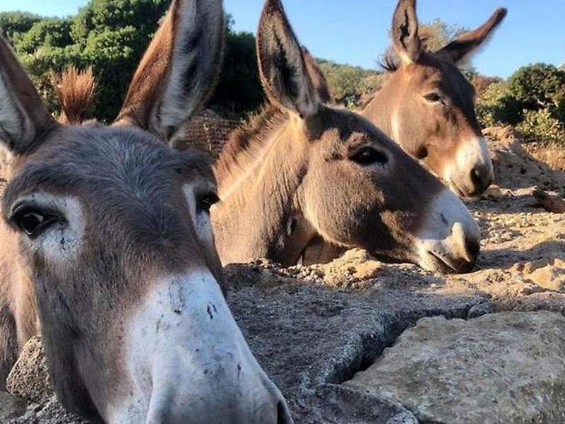 8C82D33CAE9A7A751F51A195A1117034