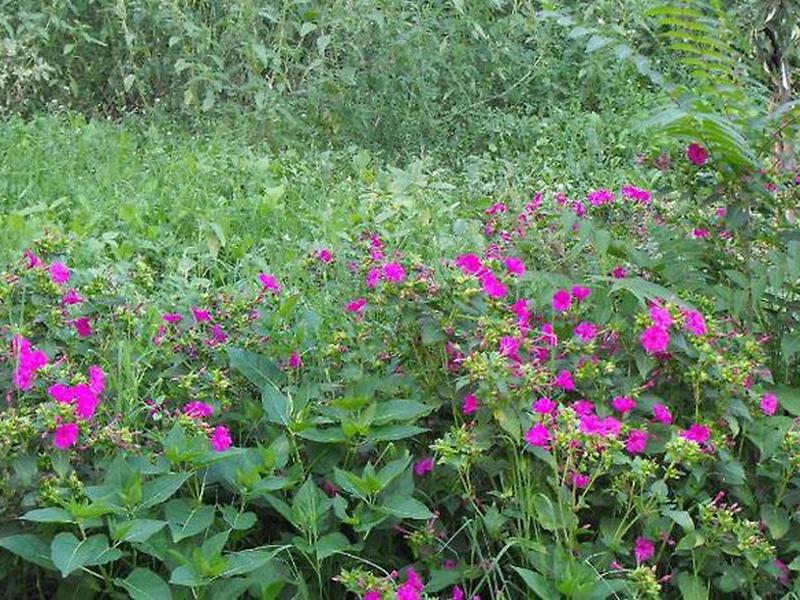 0E09177D969CCD3613CB1F1787B98583