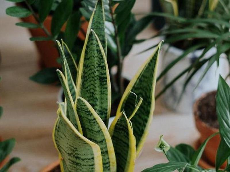 0F7C620B0E5915E68F597F62B9588944