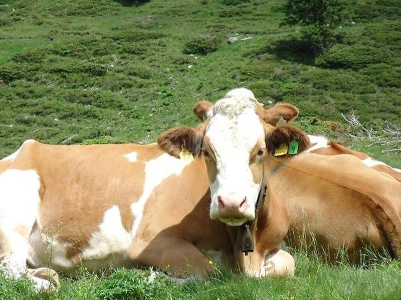 4363C7596BDEDD8516E0067411EFD399