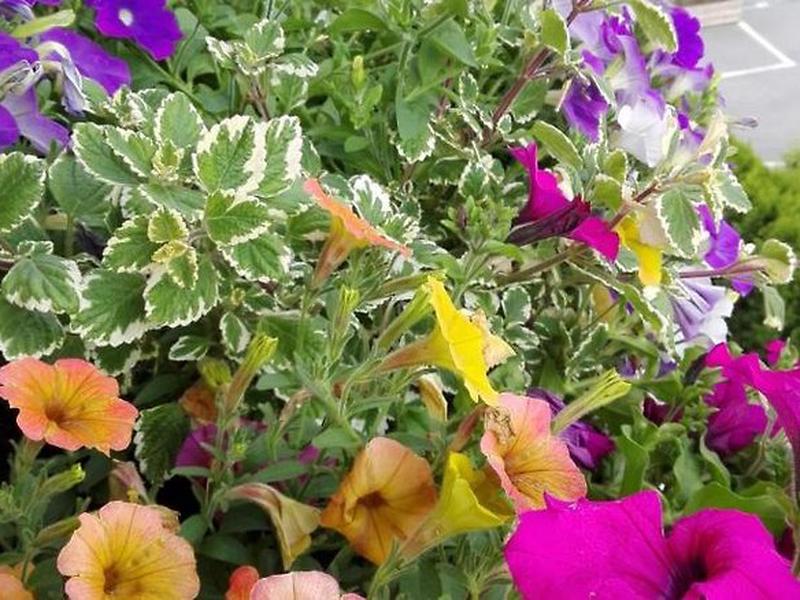 D95B9F48A4B3FFD6C4BFE510E76B264A