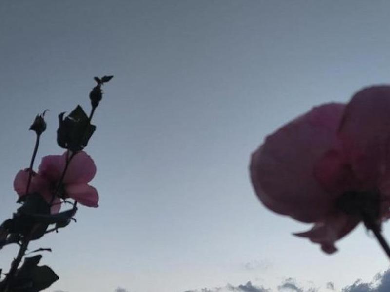 17DAD216F71E55E994505EAF6660BF8B