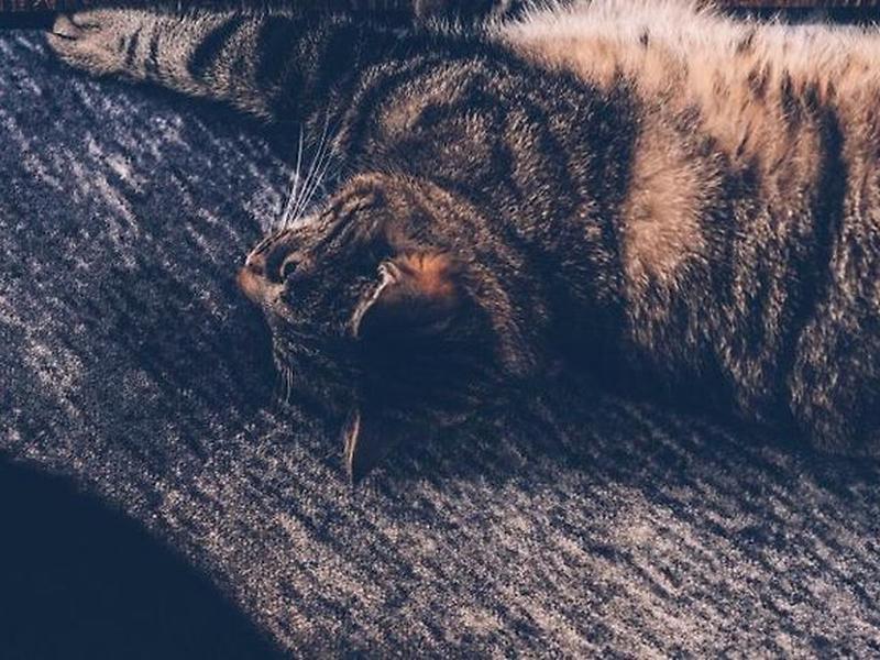 8F58FC9C5471F1212F0C067EB564EAF5