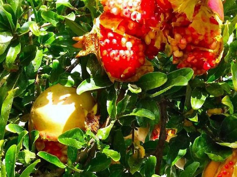 06A4B1FA462CCF27A31BC7FA4014AE71