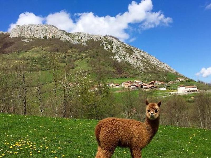 F0C080FA018127CC5A4A41F64367F239