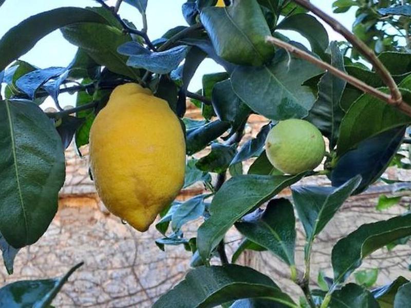 42C099607FDC9612E3D05563217FAED4