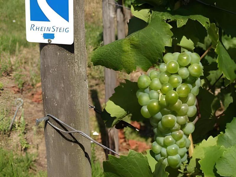 8C8E04975C49C9826EB397791C0A625A