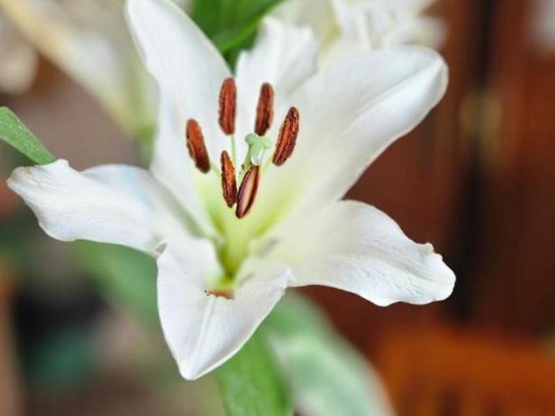 8905D2F7F0770DB3D072DD29977BF26B