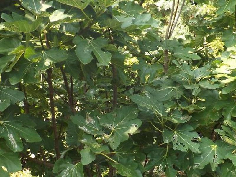 2D4E0C69C978C03DB0716EAC212EE468