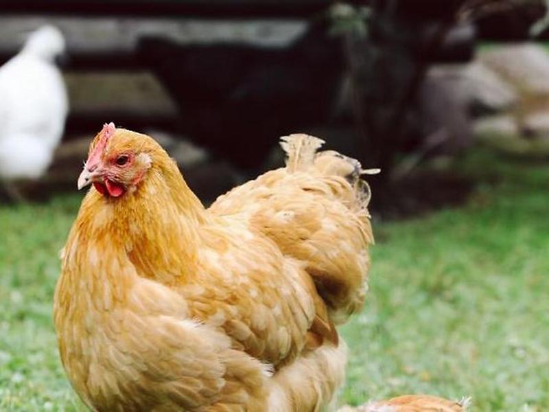 EAE68DA24E40EEB8E8BBD8185AAC212D