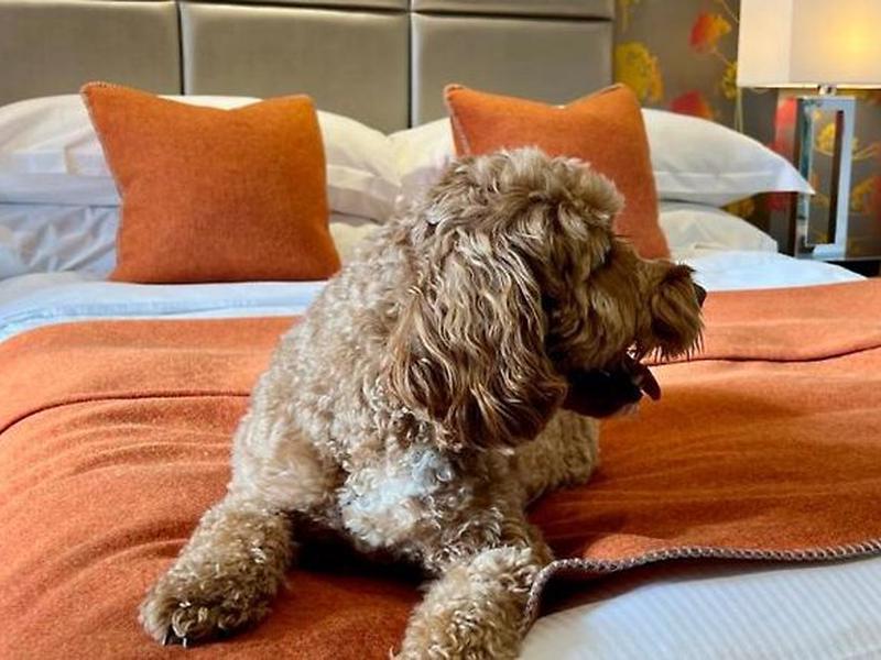 947CC2A20329C752C556E1C95D64DE23