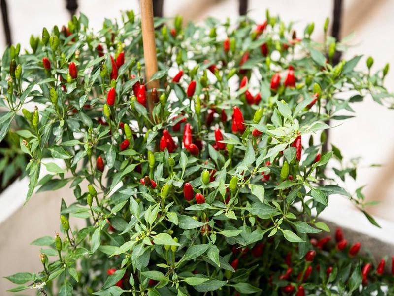 2911C9BDE8E954164893AE728579E0AC