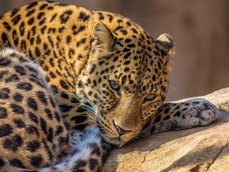 8FBACFE82D3F7EB2B1A265DC2A58A5F7