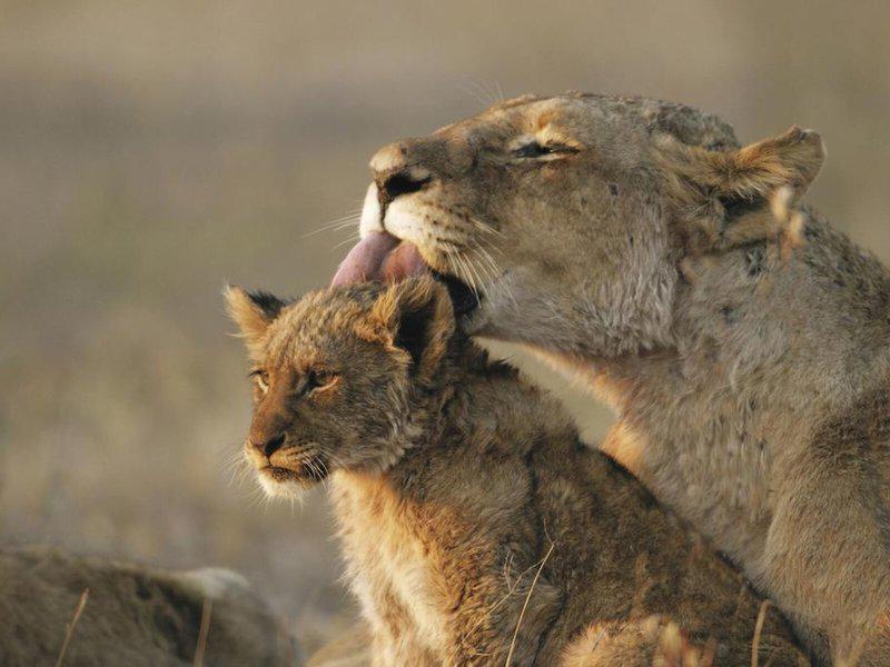 FB8D0D7008DACC1AE41A43CA28F6F34B