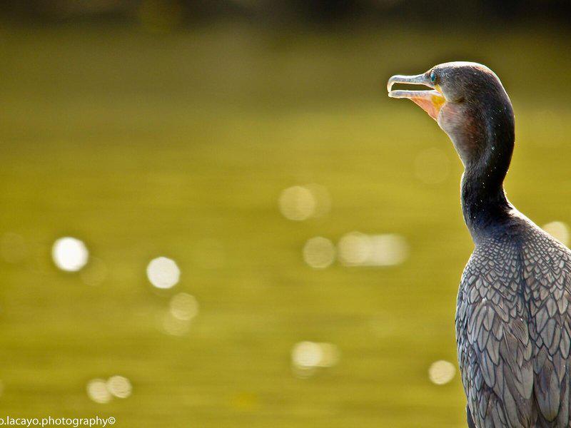 03F54C9878541141F39BDE0FE71E531C