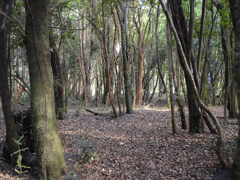 296FB2581274825F6652EABB4117817F