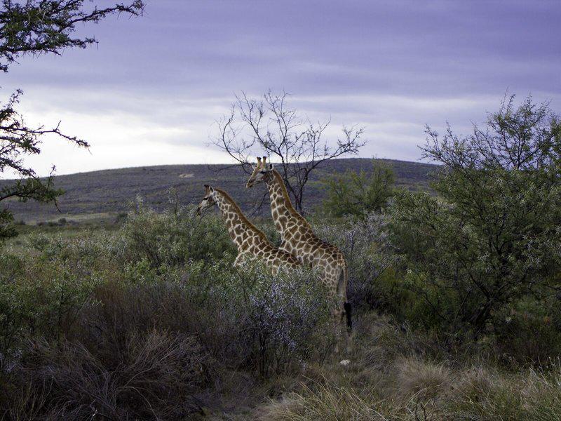 6993FCA4882BF440F3E0FDB4CCC56F5A