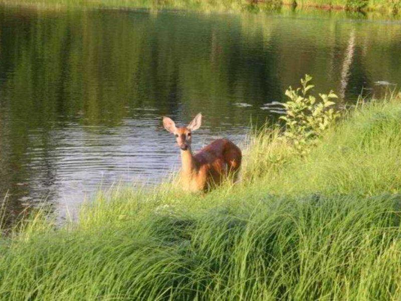 7A1B594A2B1E4873C65D0F95647671E3