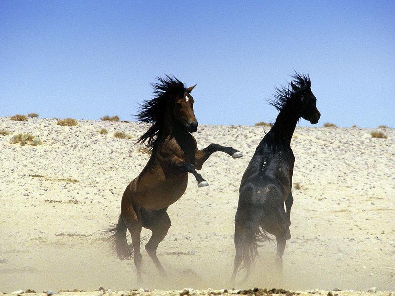 4775FB49C0263C186B9FDEEDE93FFA17