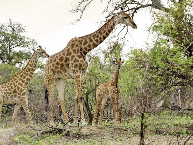 8C18026629BE6211028AAC289B825198