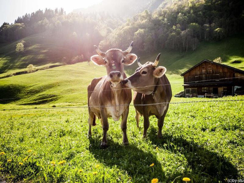 Österreich - Tirol: Sommerurlaub im Hotel Höllroah in Kappl im Paznauntal