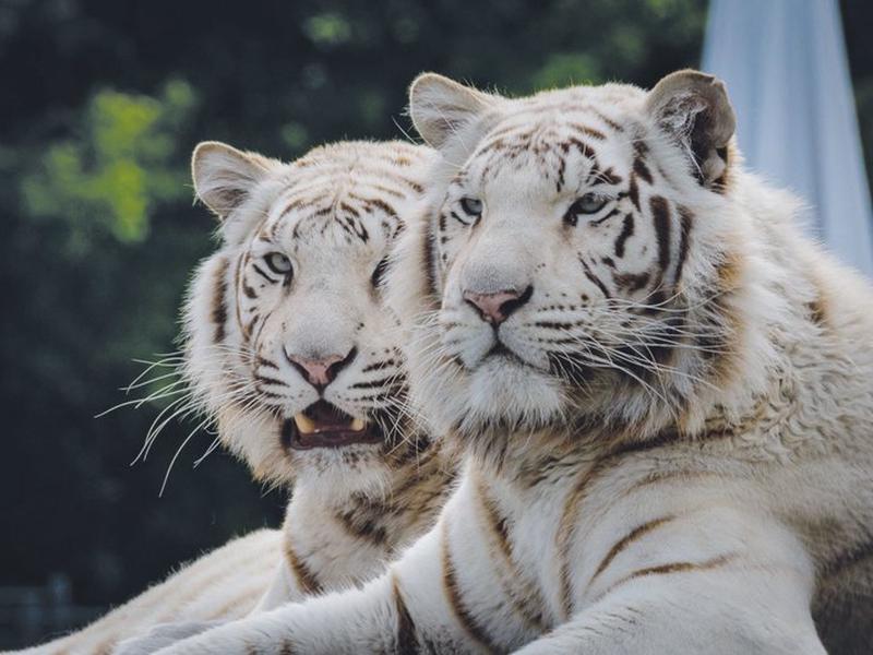 296929B0C27A93BFE1BE423B093395E9