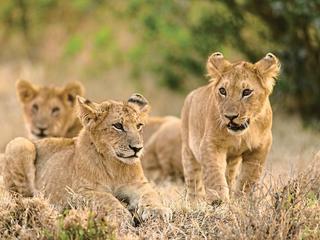 Masai Mara Fly-In Safari Superior ab/bis Mombasa (tr)