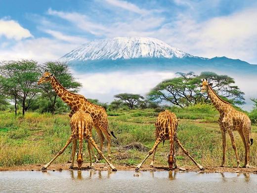 Die große Kenia Safari