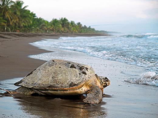Dschungelerlebnis Tortuguero