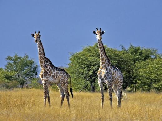 Namibia & Botswana auf eigene Faust
