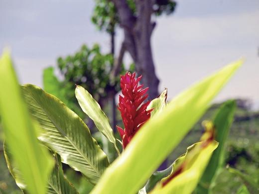 Grünes Paradies (10 Nächte),Grünes Paradies (10 Nächte ),Grünes Paradies,Mietwagenreise Grünes Paradies