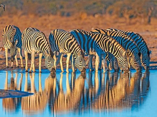 Namibia Classic Superior