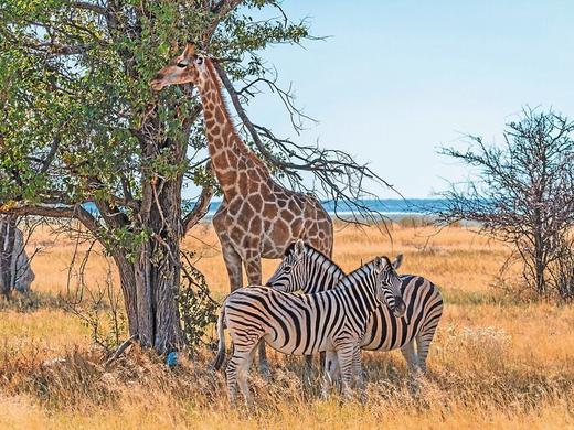 Namibia Classic Standard,Namibia Classic