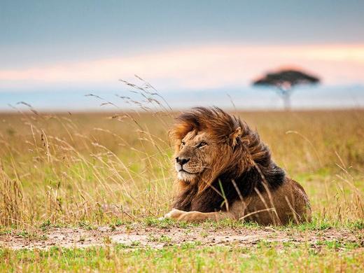 Masai Mara Fly-In Safari Premium ab/bis Mombasa,Masai Mara Fly-In Safari