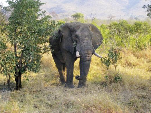 Safari & Sonne - Südafrika & Mozambique erleben