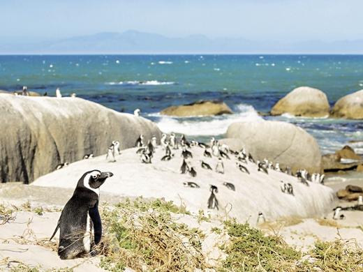 Höhepunkte um Kapstadt