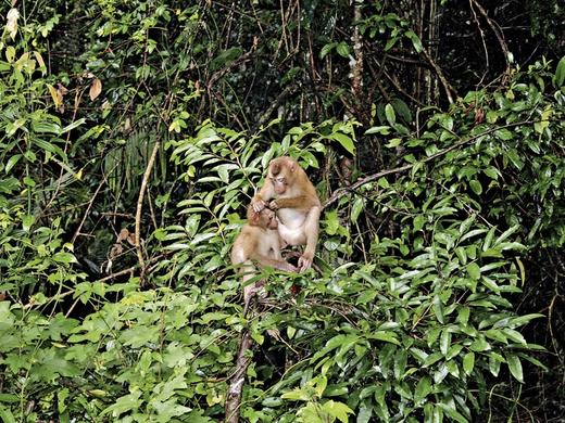 Khao Yai Nationalpark