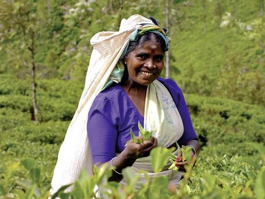 Sri Lanka hautnah erleben