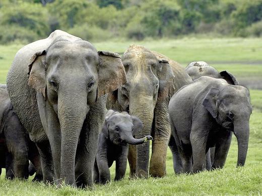 Königsstädte Sri Lankas (Gruppenreise)