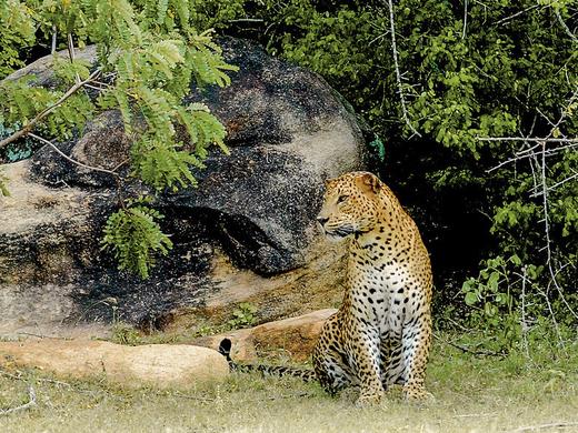 Sri Lanka Allround (Privatreise),Privatreise Sri Lanka Allround