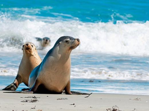 Naturwunder Kangaroo Island