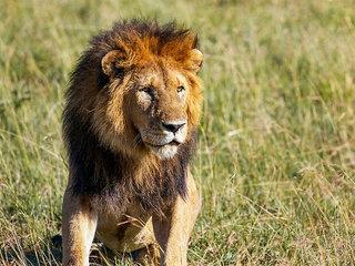 SAFARI - 7 TAGE (tt)