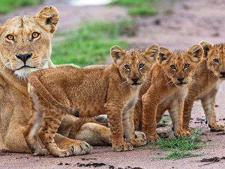 TANSANIA SAFARI HIGHLIGHTS' - 4 TAGE (tt)