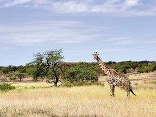 Masai Mara Fly-In Safari ab/bis Nairobi (tt)