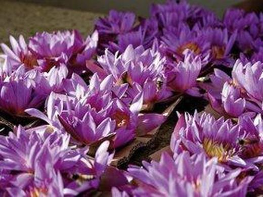 Sri Lanka neu entdecken