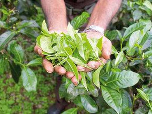 Sri Lanka Classic (Privatreise)