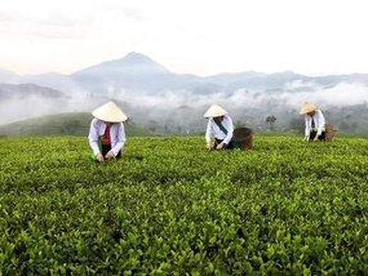 Superior - Koloniales Vietnam