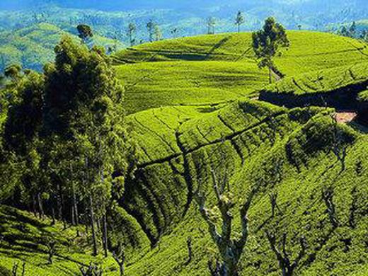 Klassische Sri Lanka Rundreise