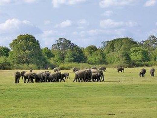 Perle im Indischen Ozean